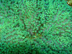 Anemone taken off the coast of Runaway Bay, Jamaica while... by Richard Weatherly 